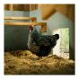 Coarse Straw Bedding for Animals, 3 cu. ft.