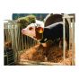 Calf blanket