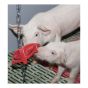 Piglet Teething Ring - With chain - 7"