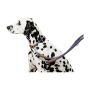 Collar for dog