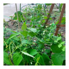 Filet pour plantes grimpantes, 6' x 13'