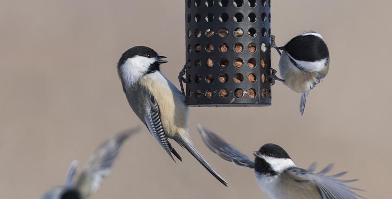 Birds feeding on a feeder