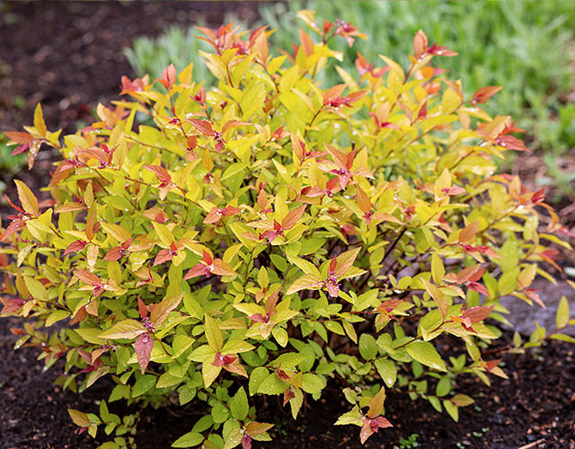 Shop shrubs and conifers at your Potvin & Bouchard Garden Centre