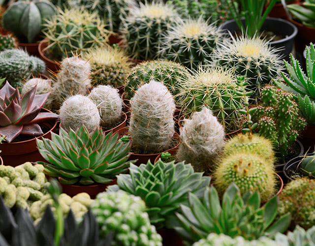 Shop cacti and succulents at your Potvin & Bouchard Garden Centre