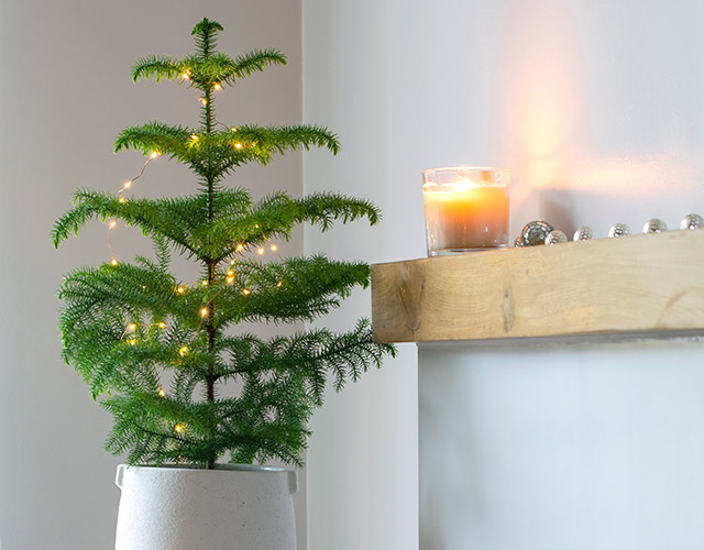 Shop indoor conifers at your Potvin & Bouchard Garden Centre