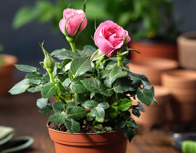Shop potted flowering plants at your Potvin & Bouchard Garden Centre